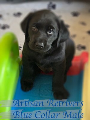 Blue Collar Male DOB 9/26/25 Archer X Pink